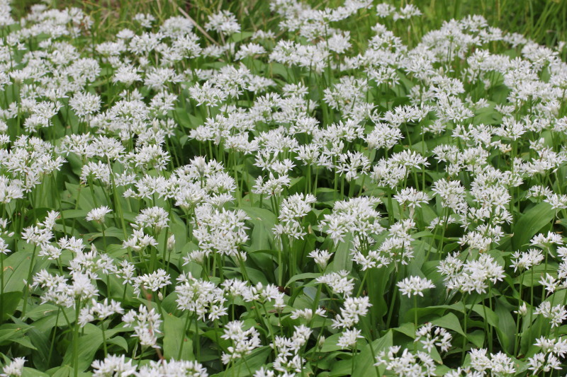 Wild Garlic